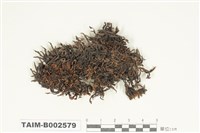 藏品(砂苔屬)的圖片